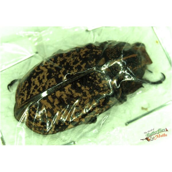 Polyphylla tonkinensis Chafer Beetle THAILAND A1- World of