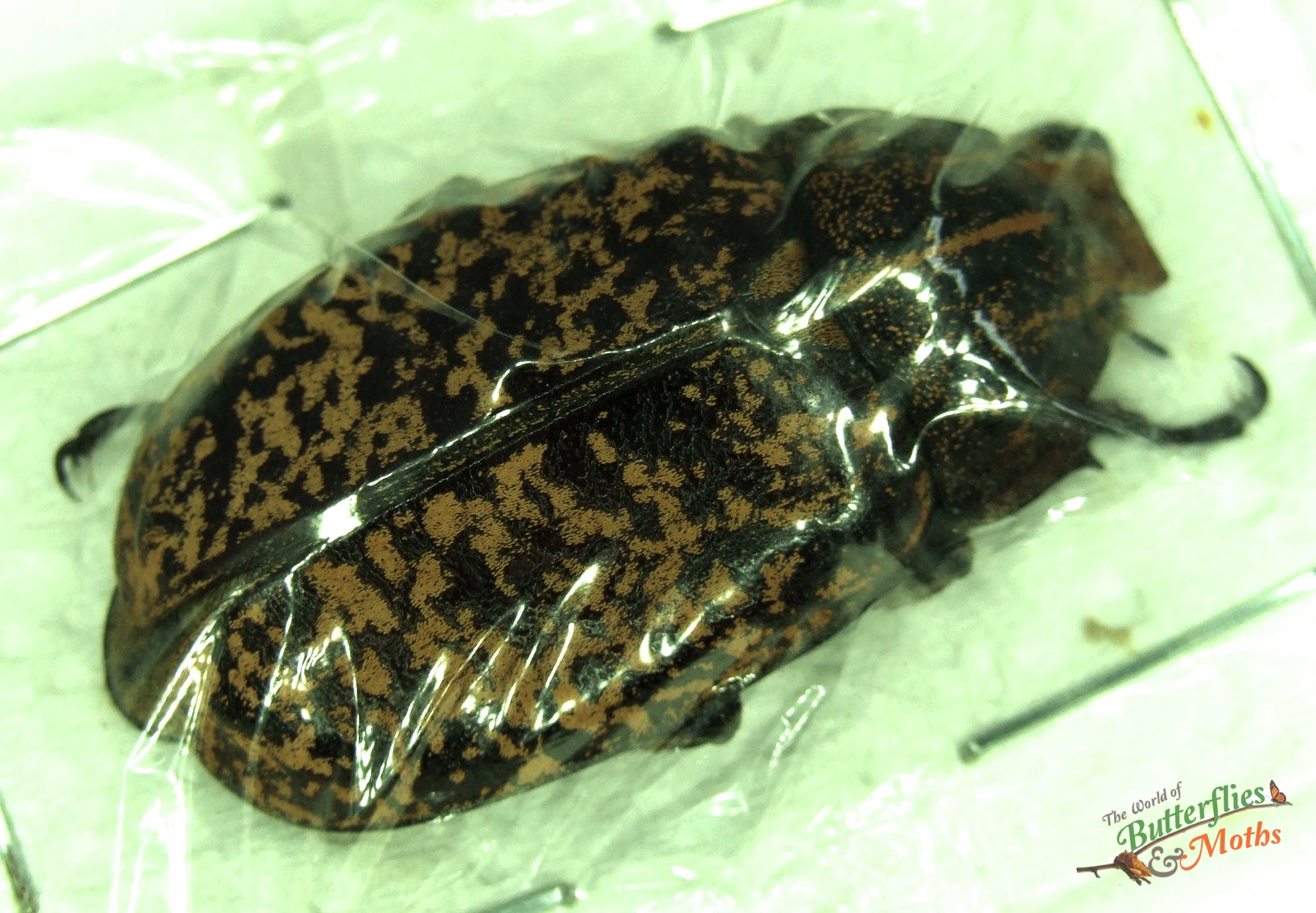 Polyphylla tonkinensis Chafer Beetle THAILAND A1- World of