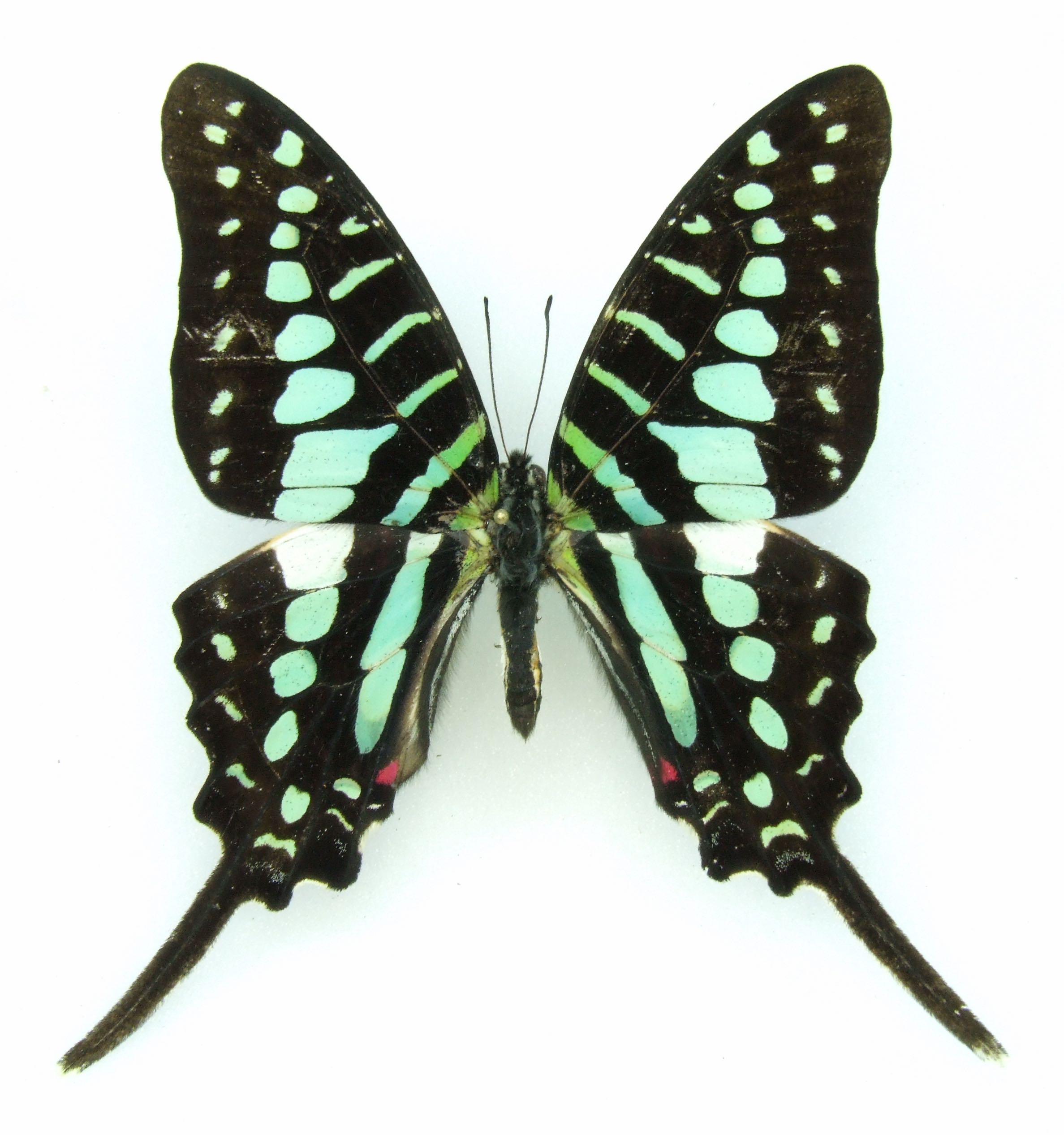 Graphium antheus Larger Striped Swallowtail C.A.R. - World of ...