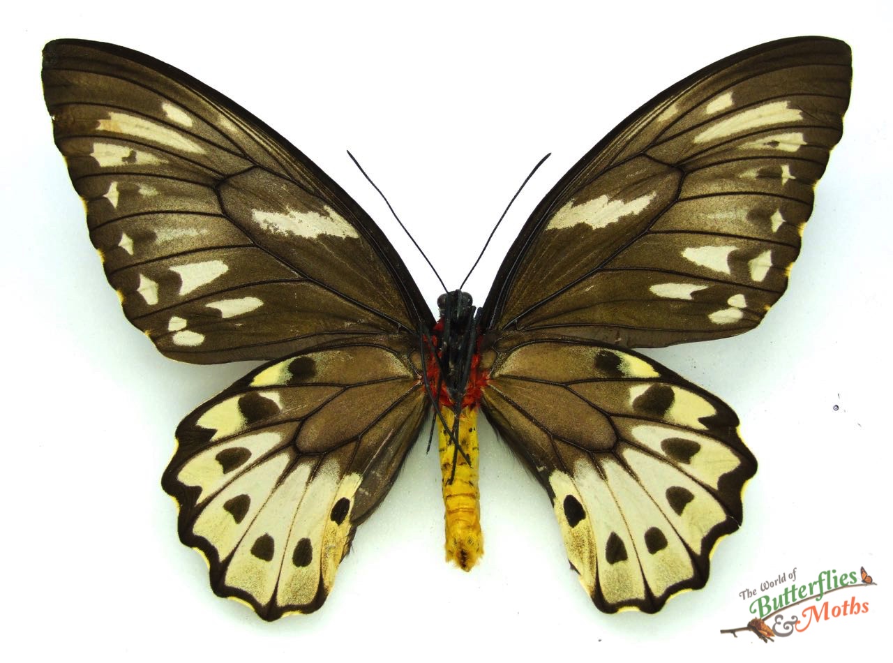 Ornithoptera priamus ♂♀ 標本 Ornithoptera priamus urvillianus f. flavomaculata M A1/A1- PNG