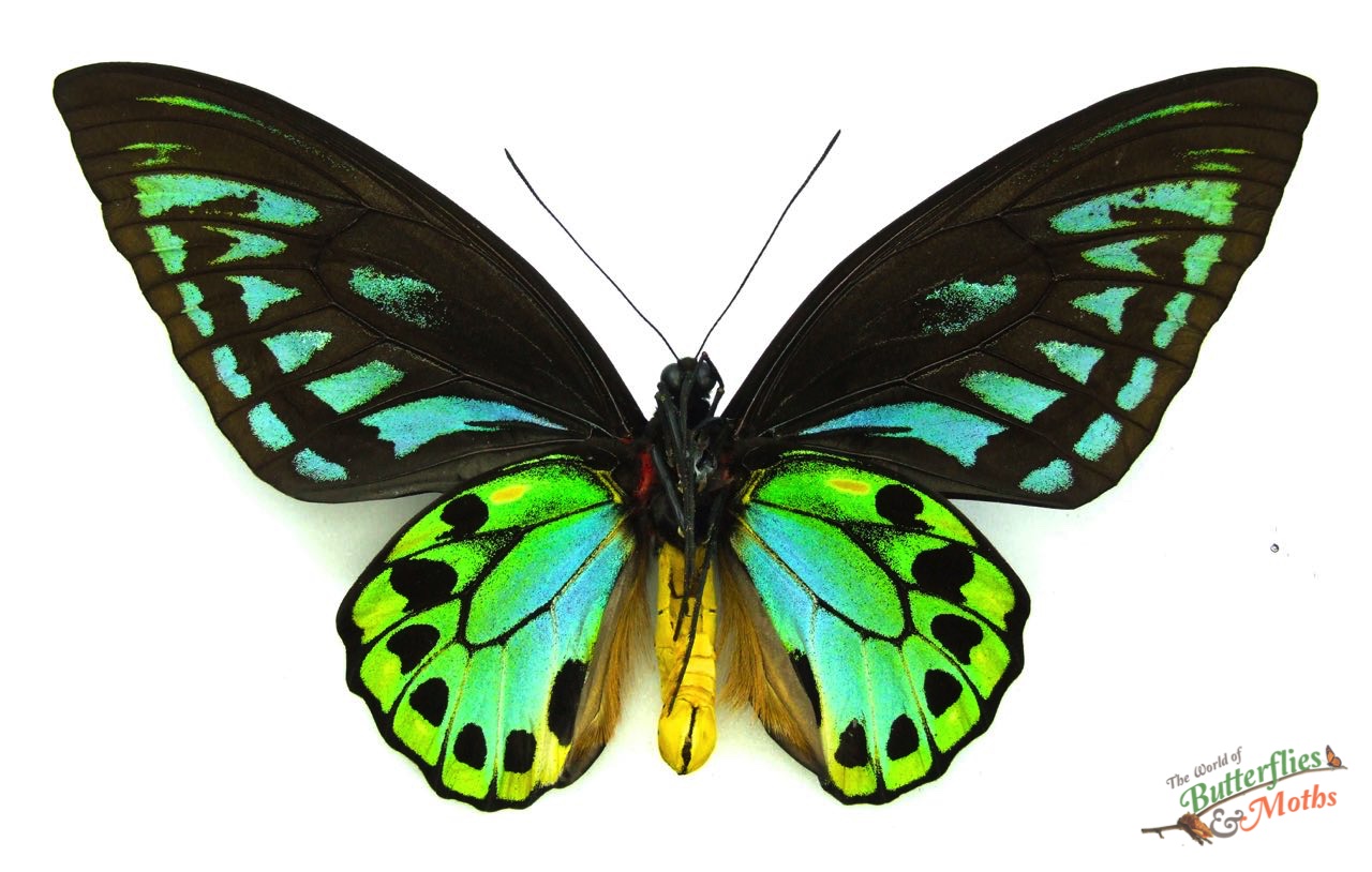 Ornithoptera priamus urvillianus SOLOMON ISLANDS - World of