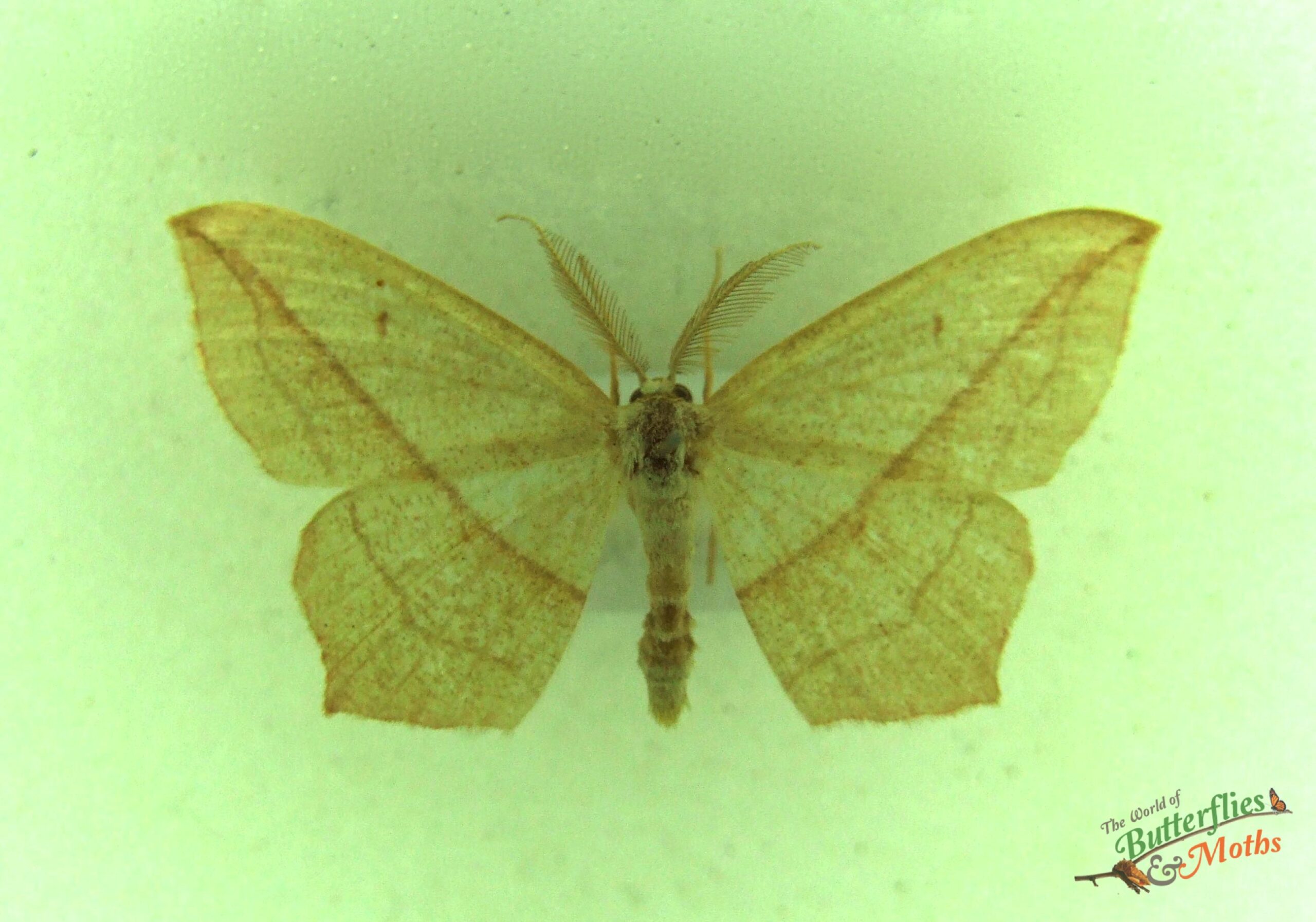 Timandra comae BLOOD-VEIN - World of Butterflies and Moths