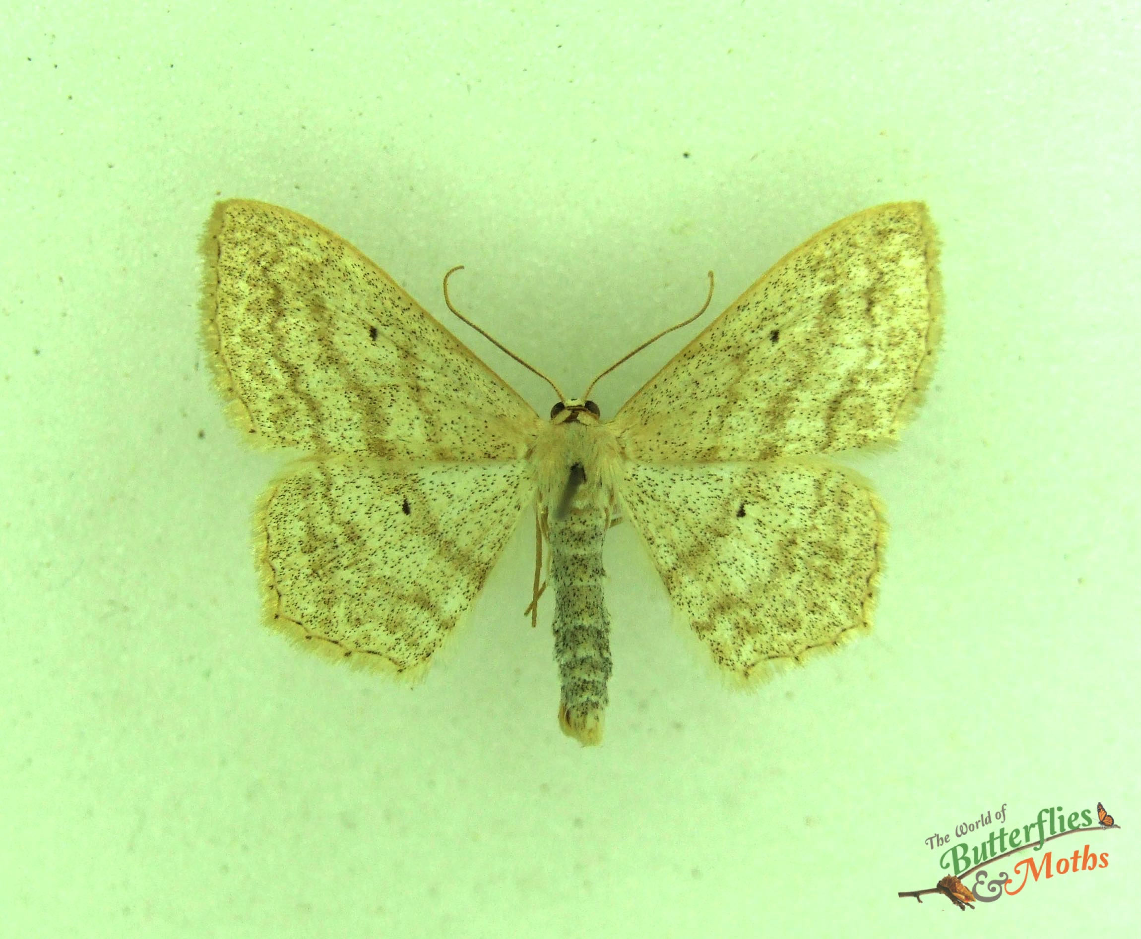 Scopula nigropunctata SUB-ANGLED WAVE - World of Butterflies and Moths