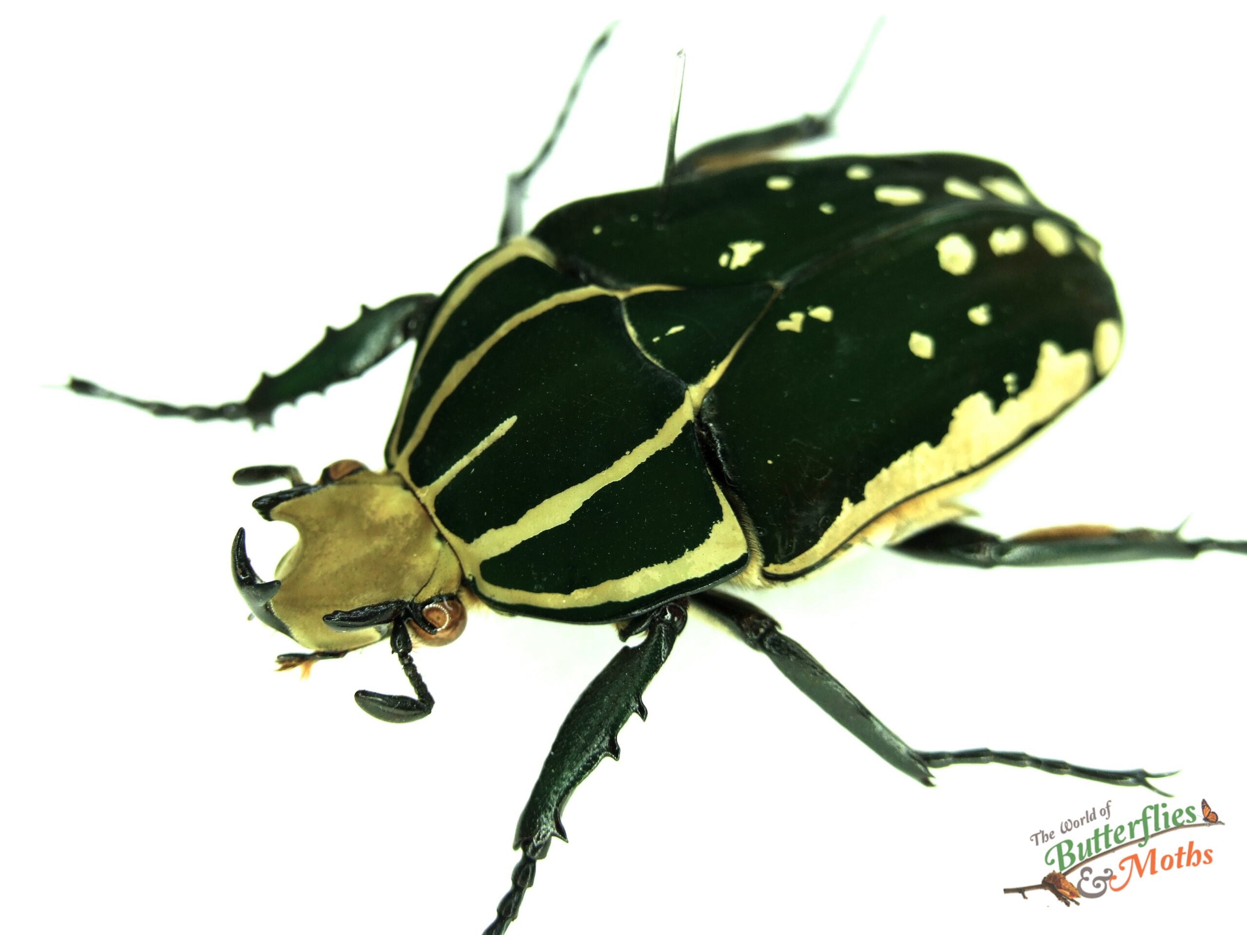 Mecynorhina polyphemus UGANDA Male - World of Butterflies and Moths