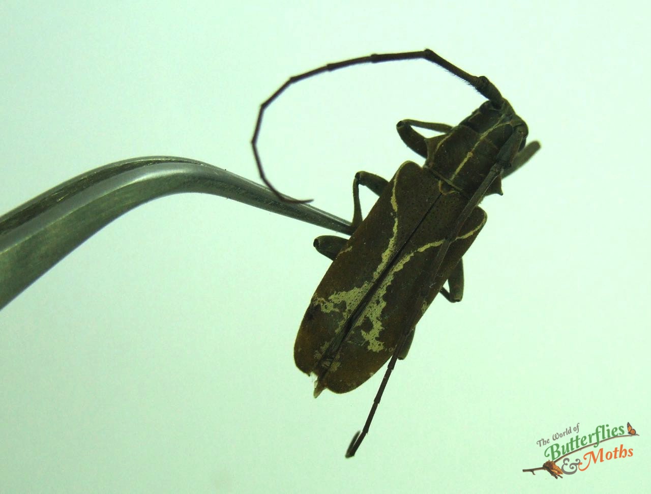 Mofu Insect Monochamus x-fulvum CAMEROON - World of Butterflies and Moths