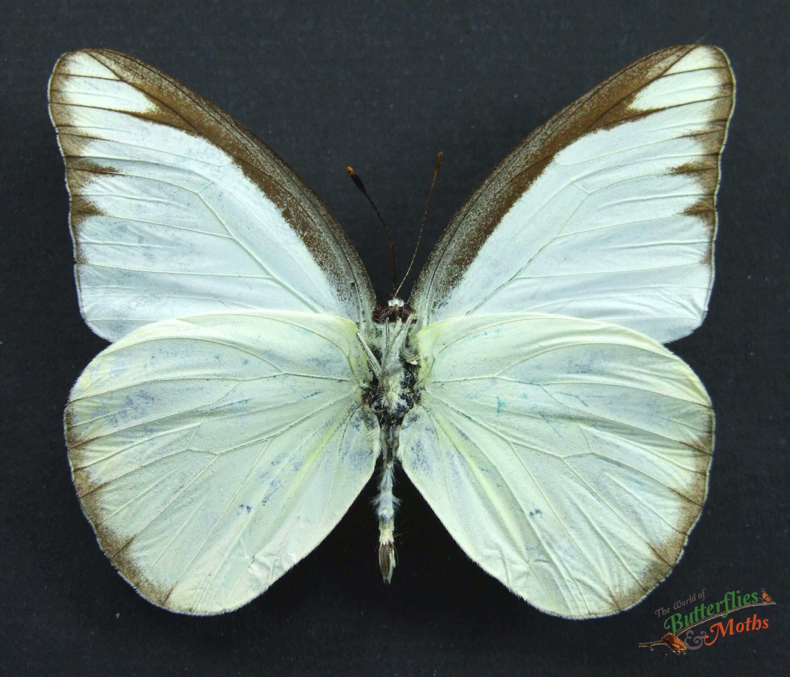 Appias lyncida Chocolate Albatross butterfly - World of