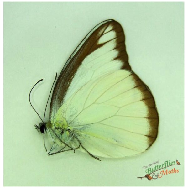 Appias lyncida Chocolate Albatross butterfly - World of
