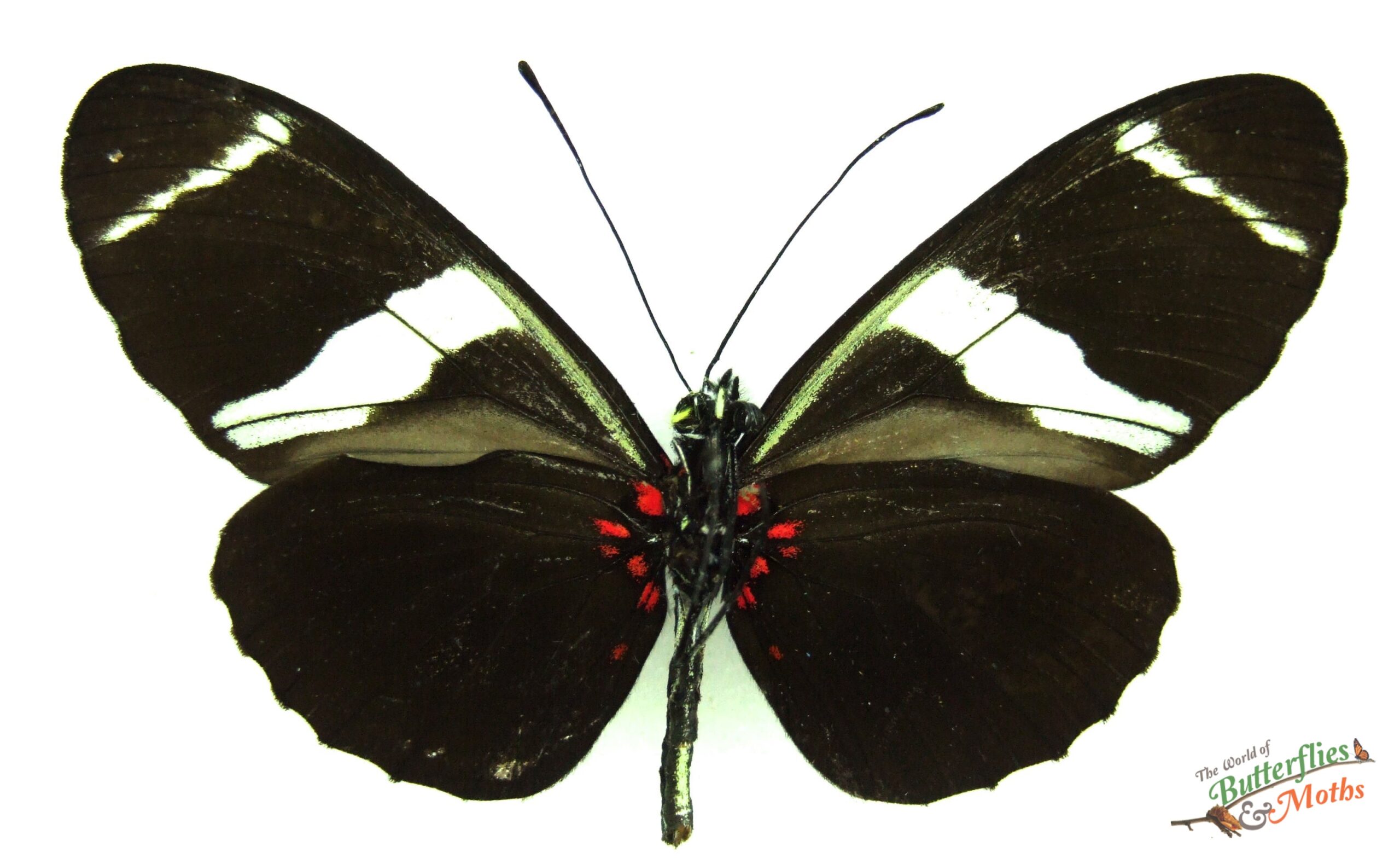 Heliconius sara thamar PERU - World of Butterflies and Moths