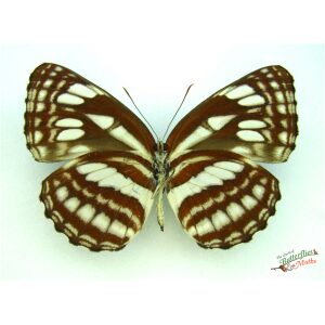 Phaedyma daria SULAWESI