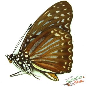 Hestina (Hestinalis) nama carolinae SUMATRA