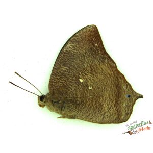 Memphis glauce felderi The Leafwing ECUADOR
