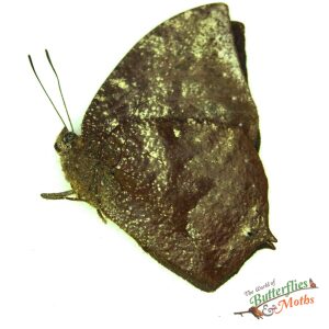 Memphis offa The Leafwing PERU