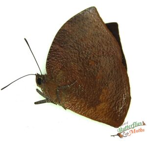 Memphis polycarmes The Leafwing PERU