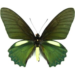 Battus belus Swallowtail MEXICO