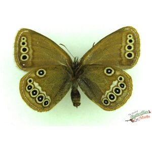 Coenonympha oedippus FALSE RINGLET Poland