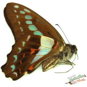 Graphium isander JAYAPURA P.N.G