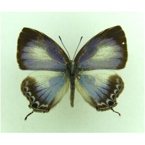 Hypochlorosis lorquinii INDONESIA