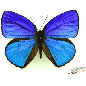 Arhopala acron INDONESIA