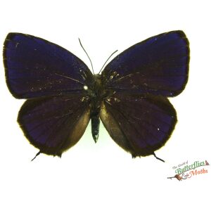 Arhopala alitaeus TALIABU Island