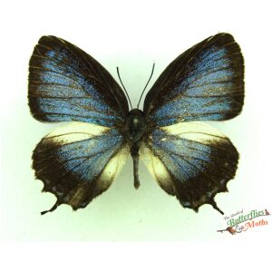 Arhopala critala INDONESIA