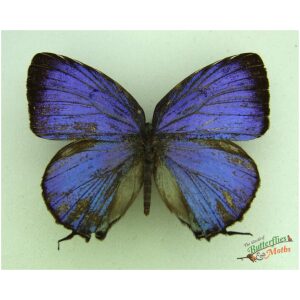 Arhopala viola harmonica INDONESIA