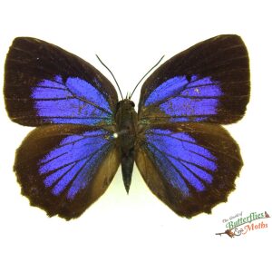 Arhopala admete INDONESIA