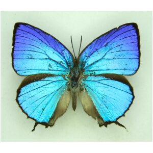 Arhopala araxes INDONESIA