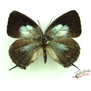 Arhopala argentea INDONESIA