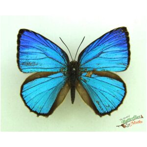 Arhopala azenia INDONESIA