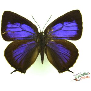 Arhopala phaenops INDONESIA