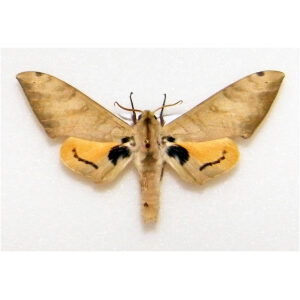 Pseudoclanis occidentalis Hawkmoth CAMEROON