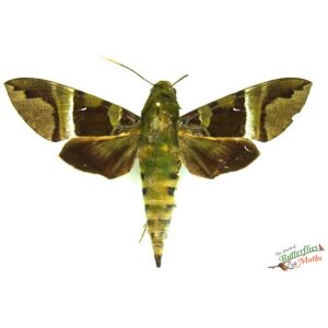 Nephele rosae Hawkmoth CAMEROON