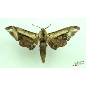 Oplerclanis rhadamistus Hawkmoth CAMEROON